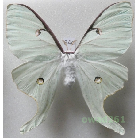 Actias luna (Linnaeus, 1758) female ex. ovo Canada 94mm84d